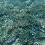 Coraux, Réserve marine de blue Bay