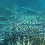 Réserve marine de blue Bay