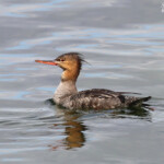 Harle huppé, Fjords du Nord-ouest