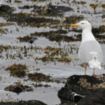 Goéland bourgmestre, Isafördur