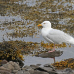 Goéland bourgmestre, Isafördur
