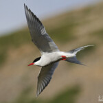 Sterne arctique, Fjords du Nord-ouest