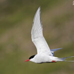 Sterne arctique, Fjords du Nord-ouest