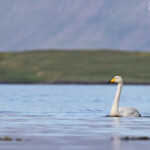 Cygne chanteur, Unadsdalur, Fjords du Nord-Ouest