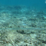 Poisson flute, plage de Flic-en-Flac