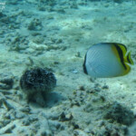 Papillon vagabond, plage de Flic-en-Flac