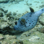 Tétrodon à taches noires, plage de Flic-en-Flac