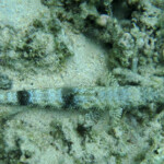 Poisson lézard des sables, plage de Flic-en-Flac