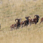 Mouflons, Chemin de ronde de Chaudun