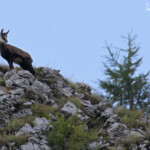 Chamois, chemin de ronde de Chaudun