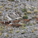 Mouflons, Chemin de ronde de Chaudun