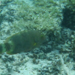 Snorkeling à l'îlot Gabriel