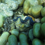 Bénitier, îlot Gabriel