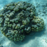 Coraux, îlot Gabriel