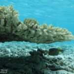 Poisson coffre jaune, 'îlot Gabriel