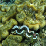 Bénitier, îlot Gabriel