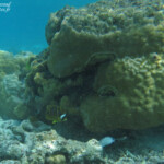 Coraux, îlot Gabriel