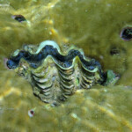 Bénitier, îlot Gabriel