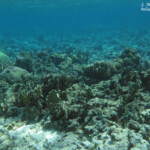 Coraux autour de l'îlot Gabriel