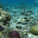 Coraux et poissons autour de l'îlot Gabriel