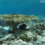 Coraux et chirurgien bagnard autour de l'îlot Gabriel