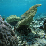 Coraux autour de l'îlot Gabriel