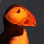 Macareux moine, Latrabjarg