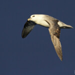 Fulmar boréal, Latrabjarg