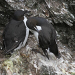 Guillemot de Brünnich, Latrabjarg
