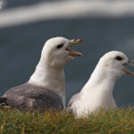 Fulmar boréal, Latrabjarg