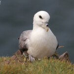 Fulmar boréal, Latrabjarg