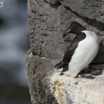 Guillemot de Brünnich, Latrabjarg