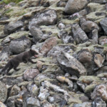 Jeune Renard polaire, Latrabjarg