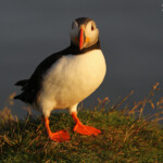 Macareux moine, Latrabjarg