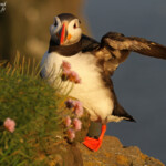 Macareux moine, Latrabjarg