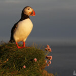 Macareux moine, Latrabjarg