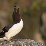 Pingouin torda, Latrabjarg