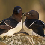 Pingouin torda, Latrabjarg