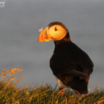 Macareux moine, Latrabjarg