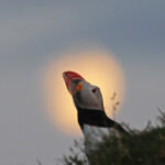 Macareux moine hurlant au clair de lune, Latrabjarg