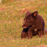 Renard polaire en chasse sur les falaises de Latrabjarg