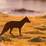 Renard polaire en chasse sur les falaises de Latrabjarg