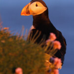 Macareux moine, Latrabjarg