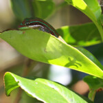 Bluetail Day Gecko (Phelsuma cepediana)