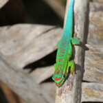 Bluetail Day Gecko (Phelsuma cepediana)