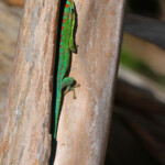 Bluetail Day Gecko (Phelsuma cepediana)