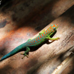 Bluetail Day Gecko (Phelsuma cepediana)