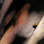 Bluetail Day Gecko (Phelsuma cepediana)