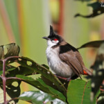 Bulbul orphée, Macchabée trail