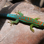 Bluetail Day Gecko (Phelsuma cepediana)